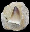 Mosasaur (Prognathodon) Tooth In Matrix #29577-1